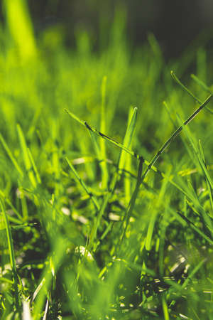Spring green grass Under the bright sun. natural backgroundsの写真素材