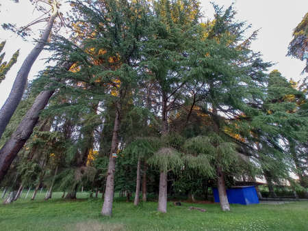 View from the bottom up on the old pine treesの写真素材