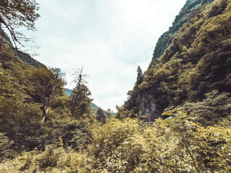 Aerial view of the orange tree tops in the mountains. Travelの写真素材