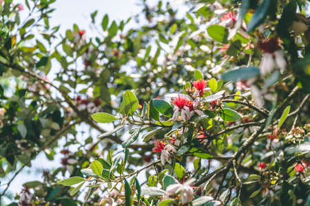 Feijoa Acca sellowiana Blossom. Beautiful white flowers with a red middle on the branchesの写真素材