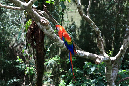 Macaw in a tree