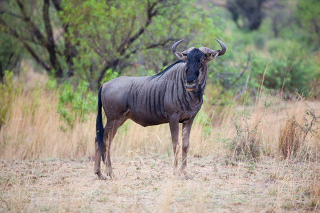 Blue Wildebeast bull standing proud in the grass