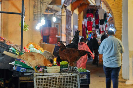 Fez, Morocco - December 07, 2018: chickens eating in the middle of a street in the medina of fezのeditorial素材
