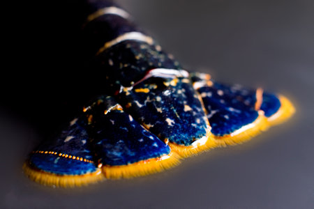 Fresh lobster on a black background. High quality fish from the north of Spain.の写真素材