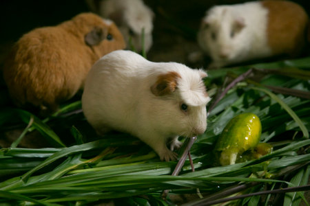 Cui is the name of the Guinean Pigs in Peru. People in this area eat these animals, normally roasted.の写真素材