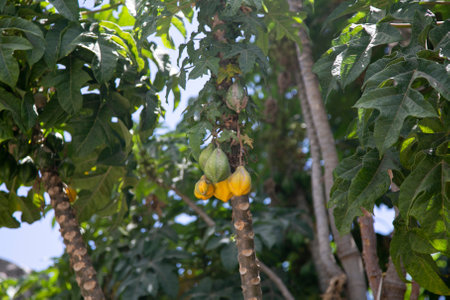 Convent of Santa Catalina, is a religious tourist complex located in the historic center of Arequipa, department of Arequipa, Peru.の写真素材