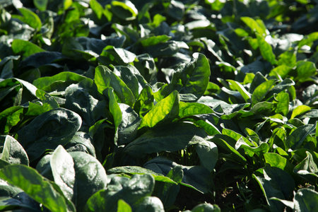 Green Spinach plants in an organic garden in Spain.の写真素材