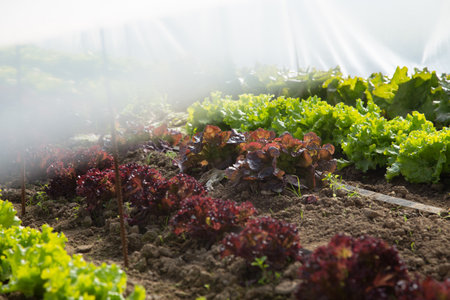 Variety of vegetables in an organic garden in the north of Spain.の写真素材