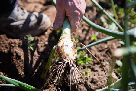Hand picking an onion in an organic garden in the north of Spain.の写真素材