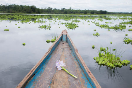 Aquatic plants on Cuipari Lake in Peruvian Jungle. The "huama" (Pistia stratiotes) is an aquatic plant, of tropical origin, its distribution is in all warm areas of the world.の写真素材