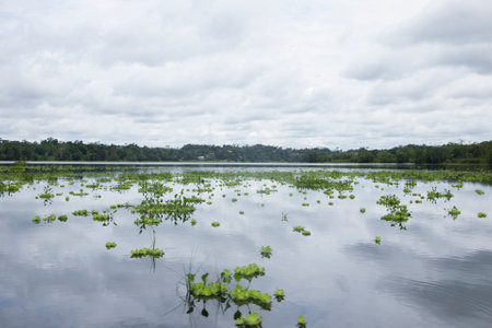 Views from the Cuipari Lake in Peruvian Jungle.の写真素材