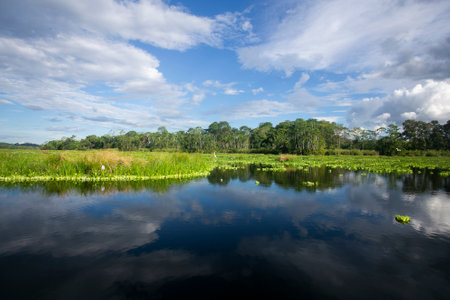 Views from the Cuipari Lake in Peruvian Jungle.の写真素材