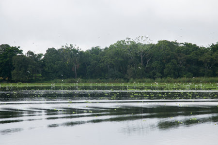 Views from the Cuipari Lake in Peruvian Jungle.の写真素材