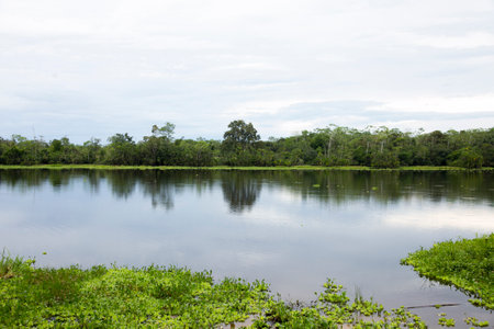 Views from the Cuipari Lake in Peruvian Jungle.の写真素材