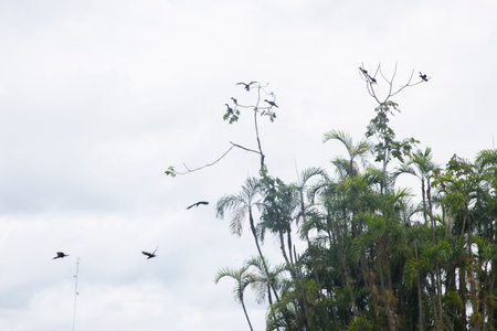 Views from the Cuipari Lake in Peruvian Jungle.の写真素材