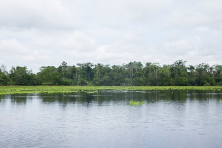 Views from the Cuipari Lake in Peruvian Jungle.の写真素材