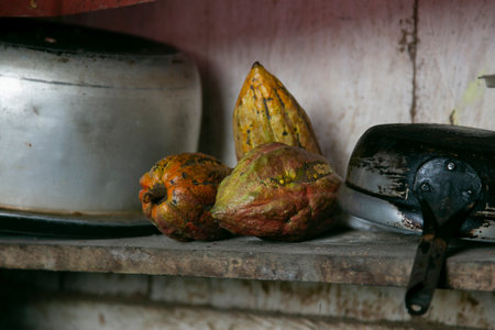 Organic cocoa plantation in the Peruvian jungle in the San MartÃ­n region, near the city of Tarapoto.の写真素材