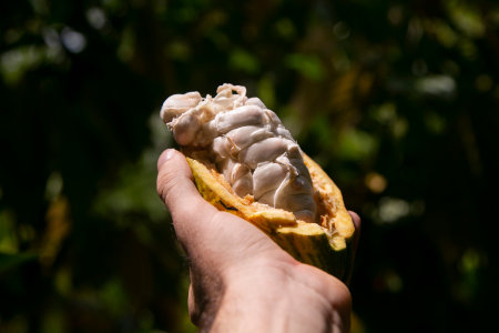 Organic cocoa plantation in the Peruvian jungle in the San MartÃ­n region, near the city of Tarapoto.の写真素材