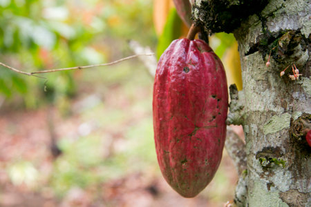 Organic cocoa plantation in the Peruvian jungle in the San MartÃ­n region, near the city of Tarapoto.の写真素材