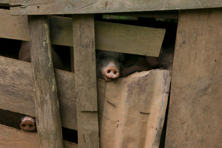 Domestic pigs on a farm in the Peruvian jungle.の写真素材