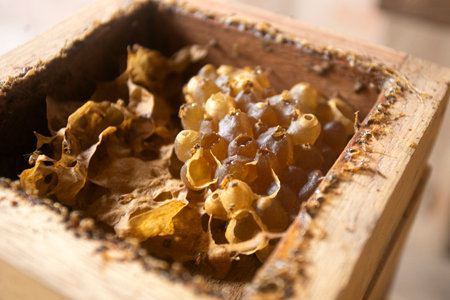 Organic honeycomb on a farm in the Peruvian jungle.