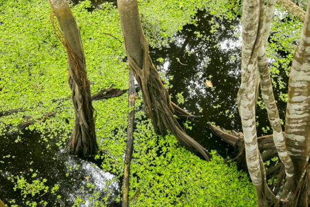 The Renaco is a tree that grows in rivers, lakes and aquatic forests, during the winters of the...