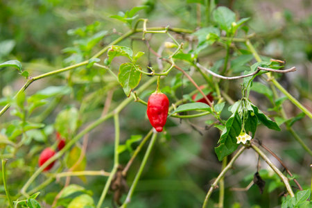 The Rocoto Red is the famous Black Seed Pepper of the Andes. It is a Capsicum Pubescens, known for thousands of years throughout Latin America.の写真素材