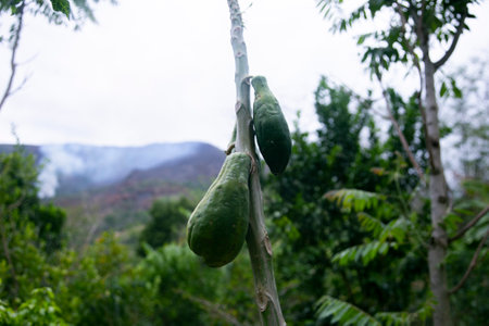 Green organic papaya plantation in the Peruvian jungle.の写真素材