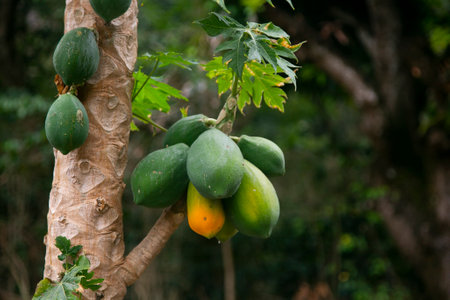 Green organic papaya plantation in the Peruvian jungle.の写真素材
