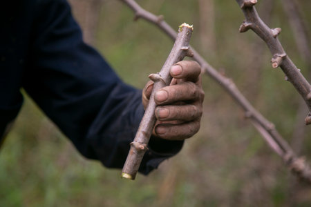 Organic cassava or yukka plantation in the Peruvian Jungle.の写真素材