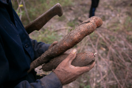 Organic cassava or yukka plantation in the Peruvian Jungle.