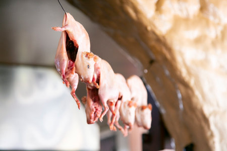 The guinea pig is a native species, originally from the Andes. Peru is the first producer and consumer country of its meat worldwide.の写真素材