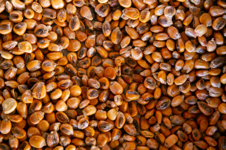 Tray with roasted corn in Peru to accompany traditional Peruvian dishes such as ceviche or rice with...