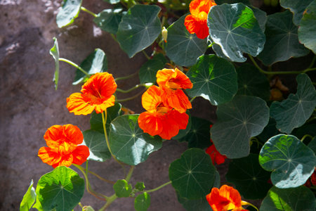 The Tropaeolum is also known as texao and is the symbol flower of the city of Arequipa, in southern Peru.の写真素材