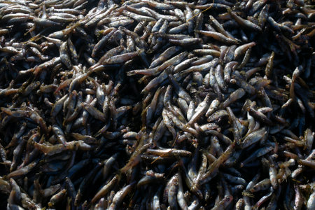 The Ispi is a type of small fish typical of Lake Titicaca, they are eaten whole and fried.の写真素材