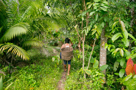 Cuipari, Peru: October 1st 2022: A farmer working collecting vegetables in the Peruvian Amazon jungle near the city of Tarapoto.のeditorial素材