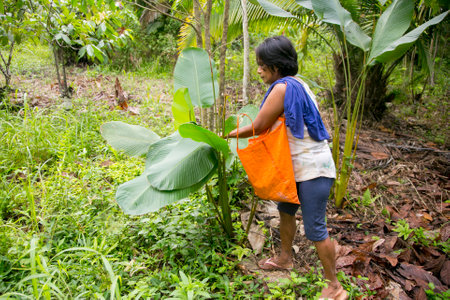 Cuipari, Peru: October 1st 2022: A farmer working collecting vegetables in the Peruvian Amazon jungle near the city of Tarapoto.のeditorial素材