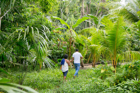 Cuipari, Peru: October 1st 2022: A farmer working collecting vegetables in the Peruvian Amazon jungle near the city of Tarapoto.のeditorial素材