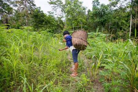 Cuipari, Peru: October 1st 2022: A farmer working collecting vegetables in the Peruvian Amazon jungle near the city of Tarapoto.のeditorial素材