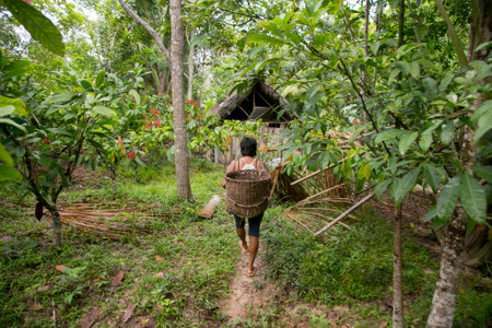 Cuipari, Peru: October 1st 2022: A farmer working collecting vegetables in the Peruvian Amazon jungle near the city of Tarapoto.のeditorial素材