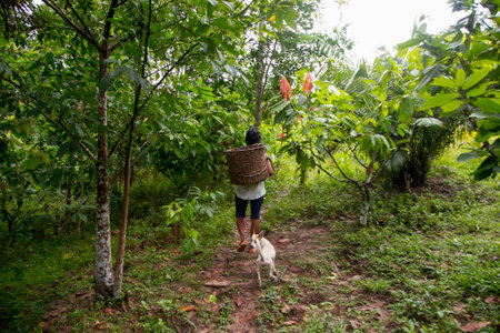 Cuipari, Peru: October 1st 2022: A farmer working collecting vegetables in the Peruvian Amazon jungle near the city of Tarapoto.のeditorial素材