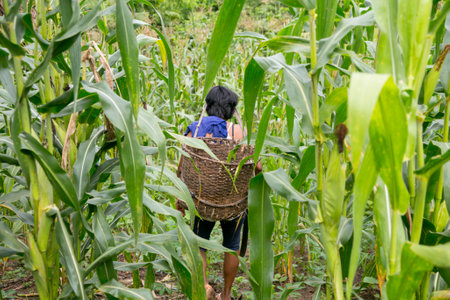 Cuipari, Peru: October 1st 2022: A farmer working collecting vegetables in the Peruvian Amazon jungle near the city of Tarapoto.のeditorial素材