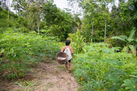 Cuipari, Peru: October 1st 2022: A farmer working collecting vegetables in the Peruvian Amazon jungle near the city of Tarapoto.のeditorial素材