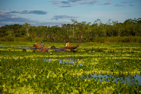 Aquatic plants on Cuipari Lake in Peruvian Jungle. The "huama" (Pistia stratiotes) is an aquatic plant, of tropical origin, its distribution is in all warm areas of the world.のeditorial素材