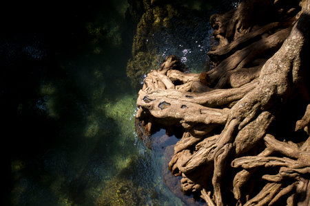 Tha Pom Mangrove Forest in Krabi Province in Thailand.の写真素材