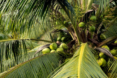 Coconuts on a coconut tree at an organic farm in the Samut Songkram province of Thailand.