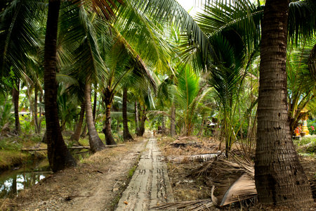 Organic coconut plantations in the Samut Songkram area of ââââThailand.の写真素材