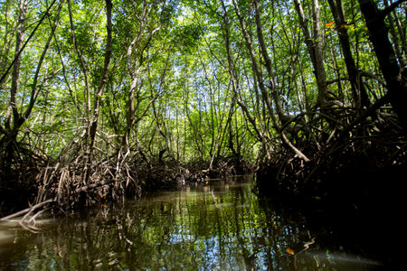 Mangrove forest on the island of Ko Yao in southern Thailand.