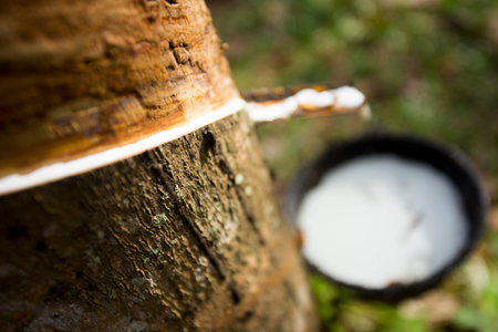 Rubber tree forest organic plantation on Ko Yao Island in south Thailandの写真素材