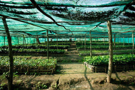 Organic green tea plantation in the north of Thailand near Chiang Mai.の写真素材